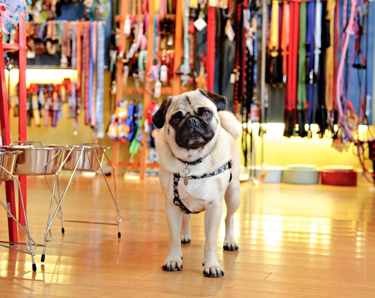 pug nacious pugnacious mini figurine images frompo pug nacious pugnacious mini figurine images frompo