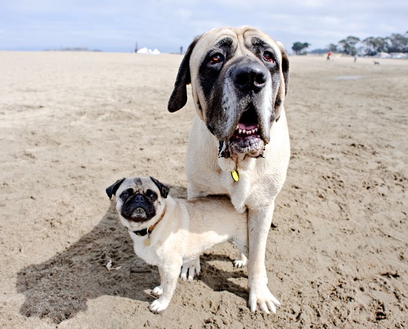 Largest Pug Ever Tabitomo