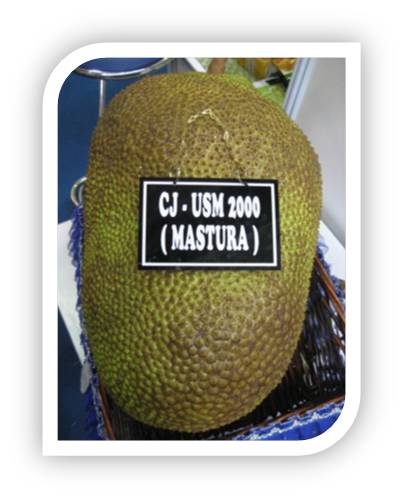 Nangka Mastura
