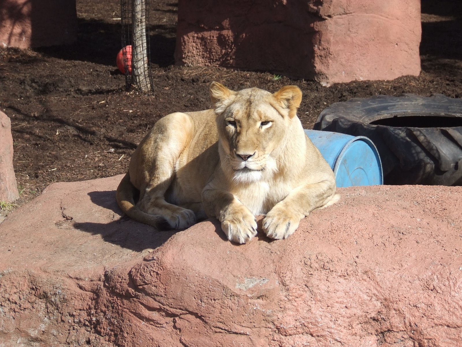 [CapronParkLion.JPG]