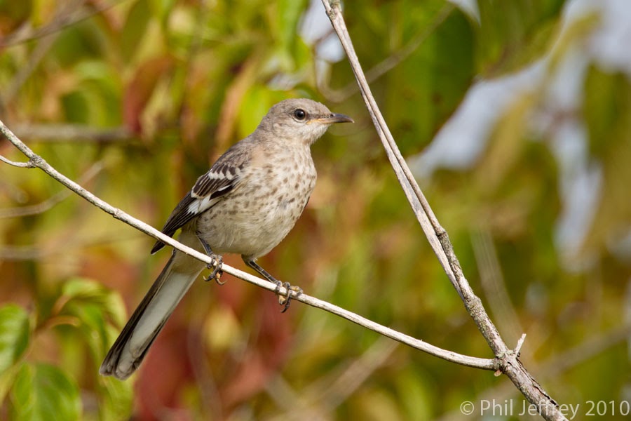 phil jeffrey s bird photography juvenile northern mockingbird phil jeffrey s bird photography juvenile northern mockingbird
