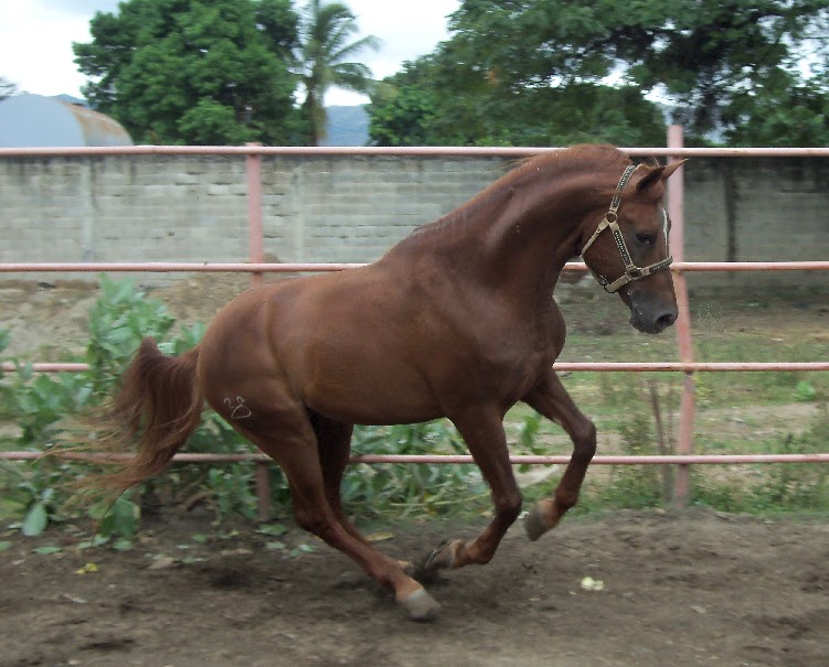 Aragua, Tierra de Caballos (Venezuela) | JINETE Y CABALLO Aragua, Tierra de Caballos (Venezuela) | JINETE Y CABALLO