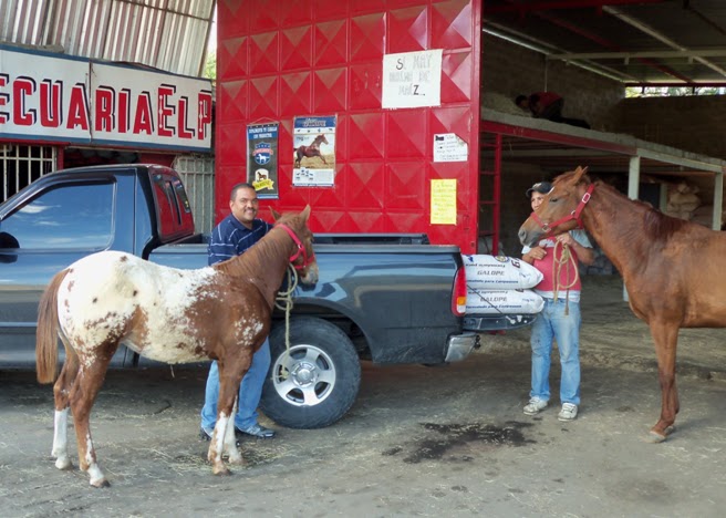 Aragua, Tierra de Caballos (Venezuela) | JINETE Y CABALLO Aragua, Tierra de Caballos (Venezuela) | JINETE Y CABALLO