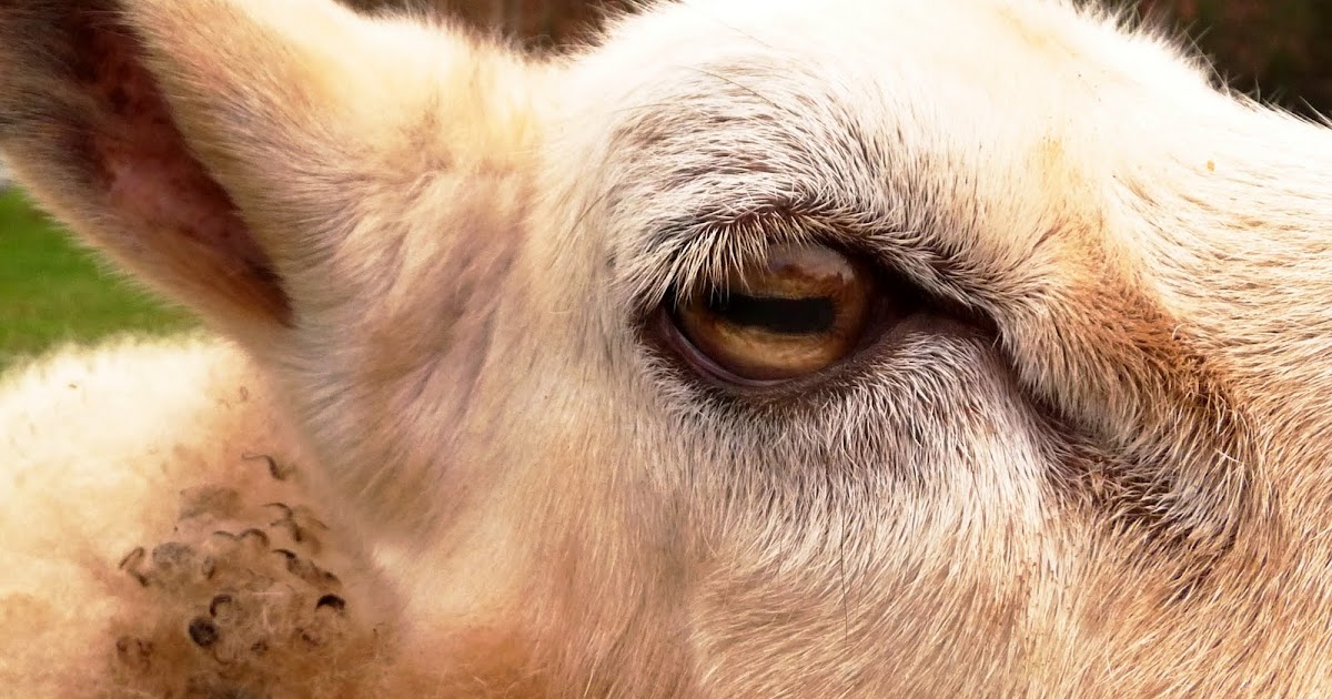 Photo journal...or whatever... Sheep's eye