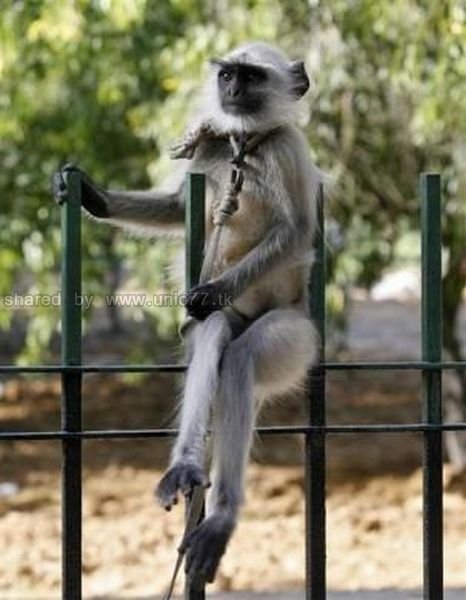 http://4.bp.blogspot.com/_EHi0bg7zYcQ/TKVHMP5kWrI/AAAAAAAAIuU/JLgq-Amb2kU/s1600/these_funny_animals_501_640_38.jpg