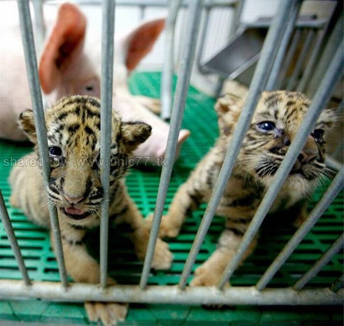 http://4.bp.blogspot.com/_EHi0bg7zYcQ/TKVXEw7t_zI/AAAAAAAAI3k/hFQBBxba9a4/s1600/animal_adoptions_11.jpg