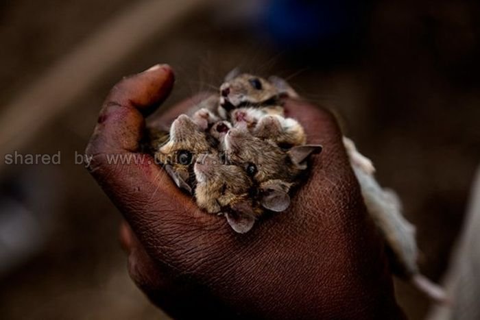 http://4.bp.blogspot.com/_EHi0bg7zYcQ/TL6ZfGCnncI/AAAAAAAAPHo/6YqoqwSu9cE/s1600/rat_catchers_13.jpg