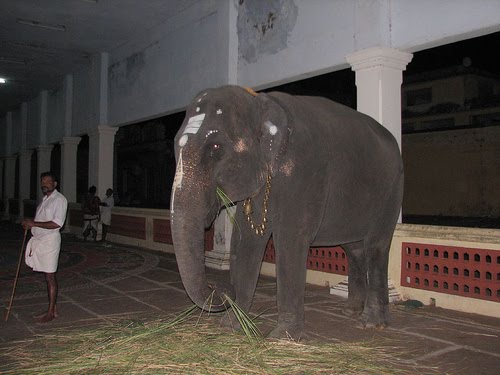 ThirukadaiyurElephant.jpg
