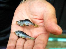 [fish_rain_2.jpg]