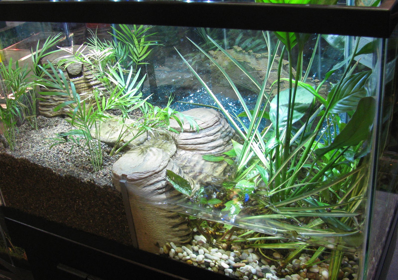 The Animal Store New Viquarium Can Create Family Harmony