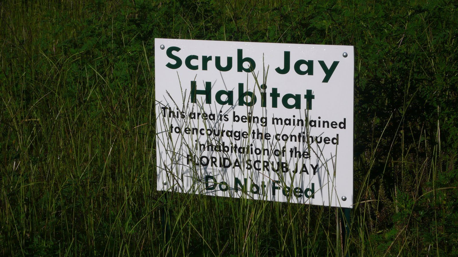 Scrub Jay Habitats June 2010