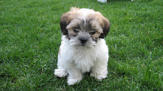 Monkey!-teddy_bear_puppy.JPG