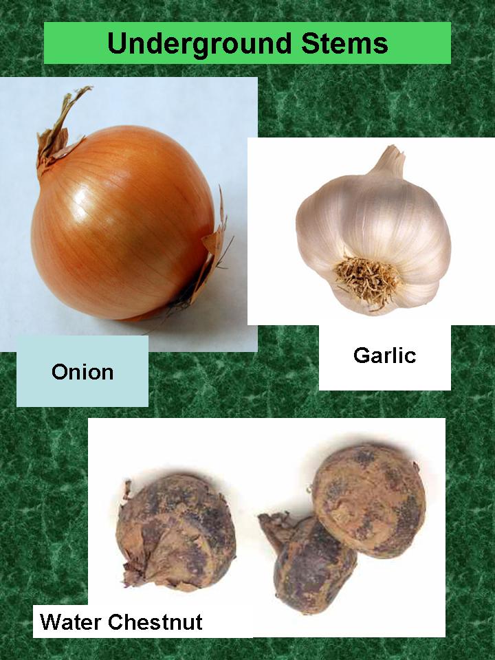 Our Class Blog 3A (2010) 4A (2011) Underground Stem Or Root