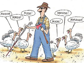 Swiss Lupe News 01 11 08