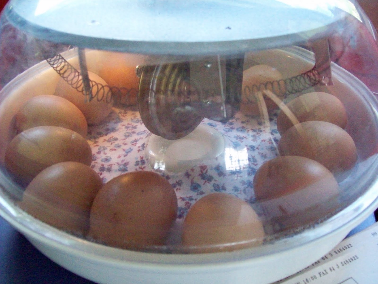 bearded-dragon-eggs-incubation.jpg