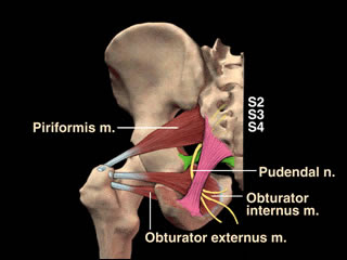 lesser sciatic foramen