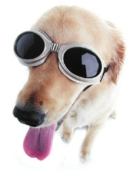 Dog wearing Doggles sunglasses for blind dogs