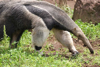 Oso hormiguero en peligro de extincion Oso hormiguero en peligro de extincion
