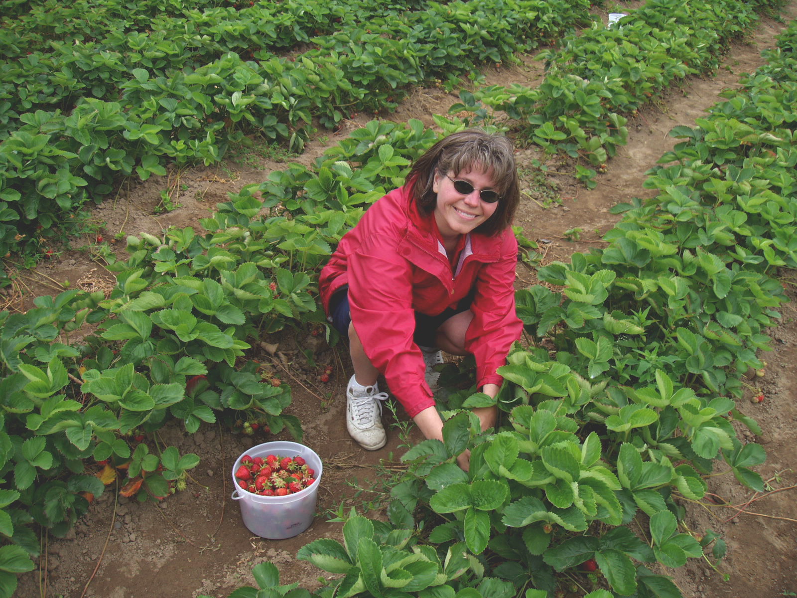 [Strawberry+Picking+00000.JPG]