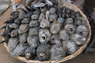 bush+meat-703068.JPG