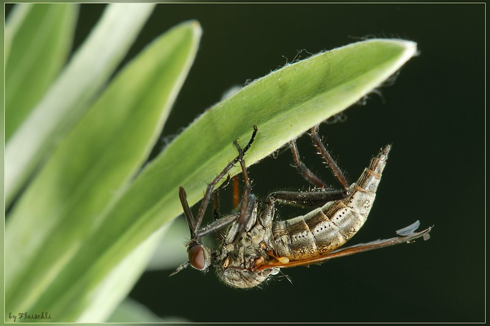 [Tanzfliege_150_f13_1I13s_is.jpg]