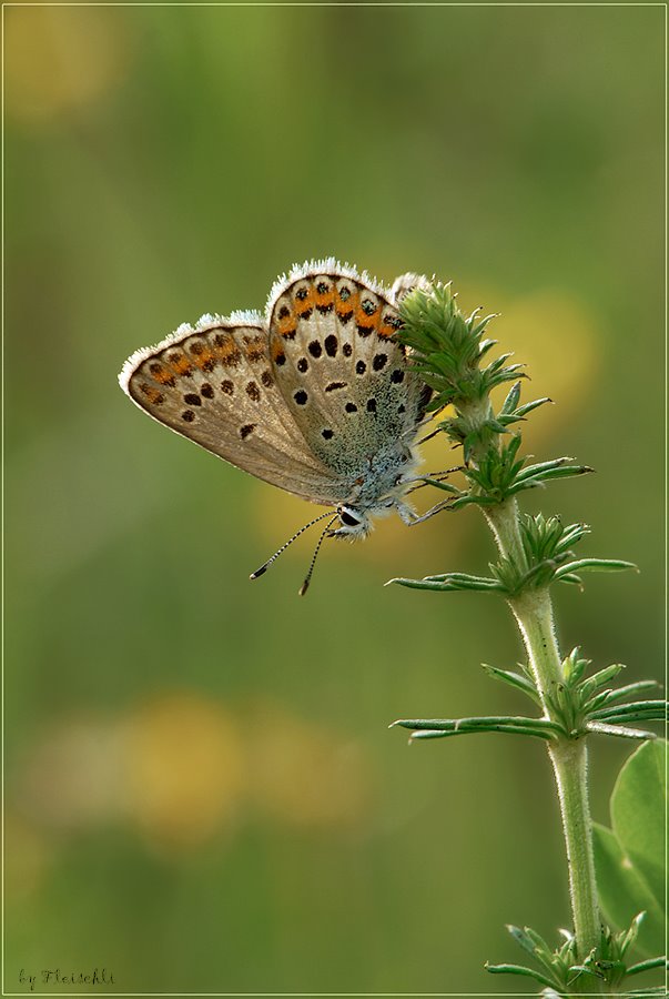 [Blauling_150_f16_1I8s_iso10.jpg]