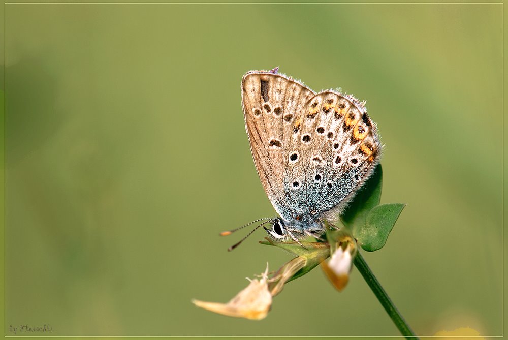 [Blauling_150_f8_1I60_iso100.jpg]