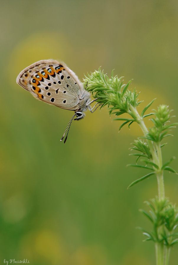 [Blauling_150_f10_1I8s_iso20.jpg]