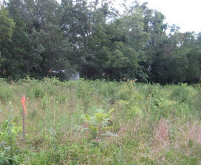 This time next year this will be a garden This time next year this will be a garden