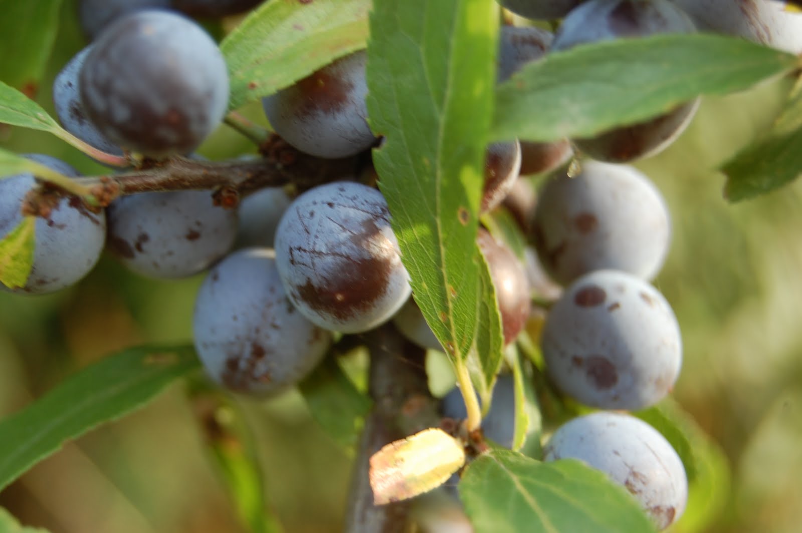 Kate Jury Garden Design Bitter blackberries?