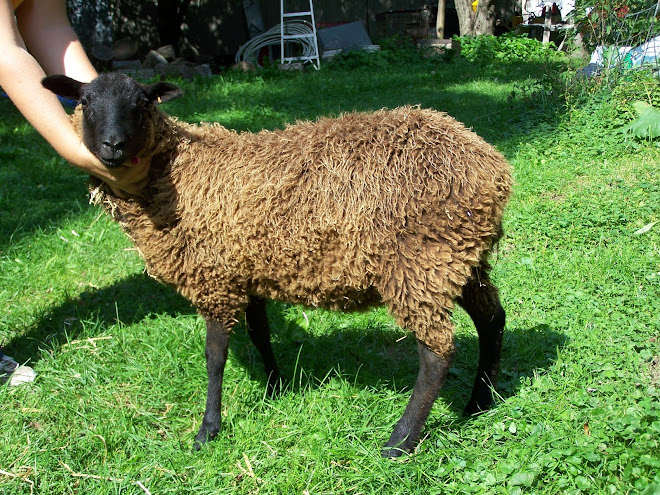 Tuija our ewe lamb