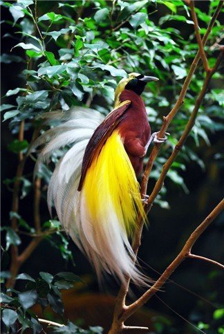 10 Burung Cendrawasih Terindah di Dunia