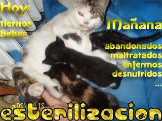 esterilización