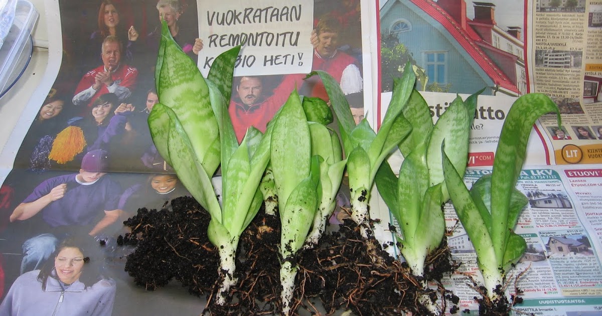 HenniDesign Anopinhammas