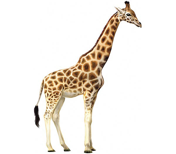giraffe-pic_1.jpg