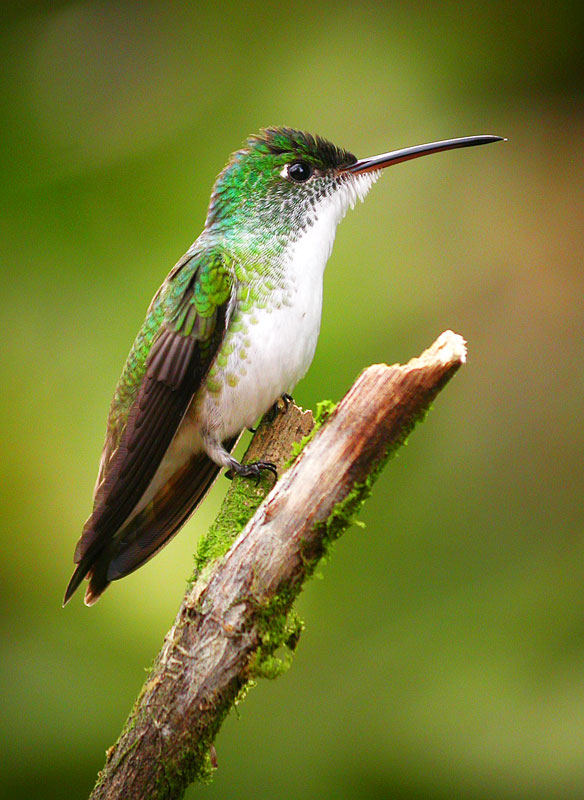 [AndeanEmeraldDSCN7497.jpg]