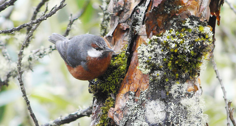 [GiantConebillKICX3383.jpg]