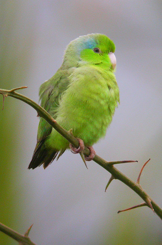 [PacificParrotletDSCN6384.jpg]
