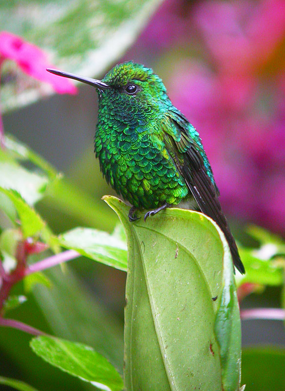 [WesternEmeraldMaleDSCN0043_feb05.jpg]