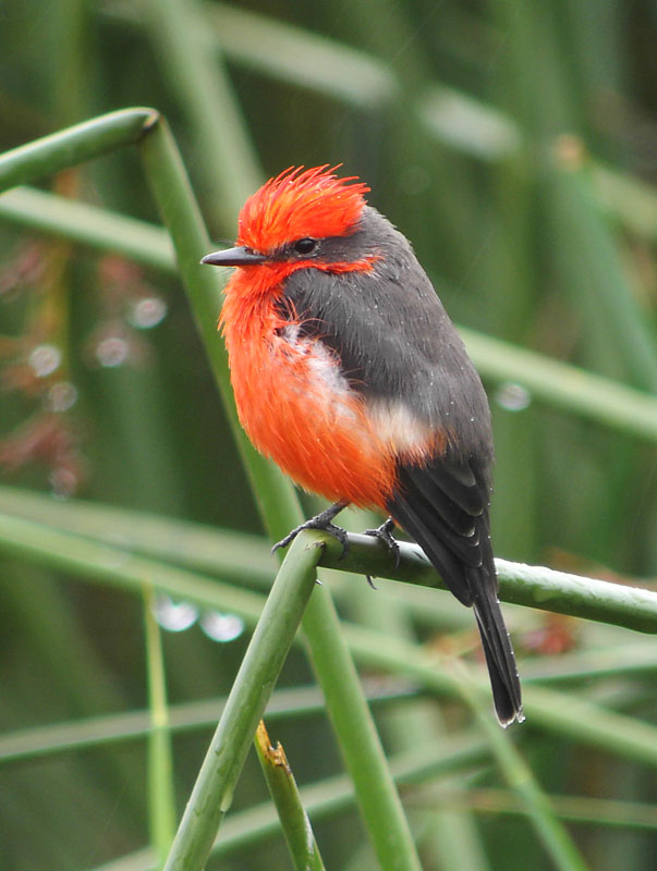 [VermillionFlycatcherKICX2798.jpg]