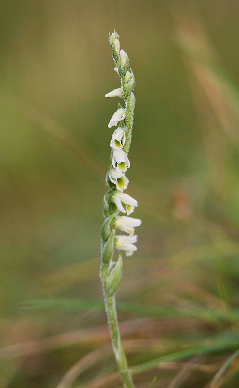 [AutumnLadTress_27Aug07a.jpg]