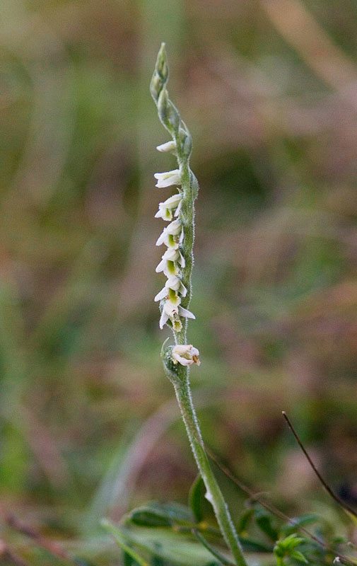 [AutumnLadTress_27Aug07b.jpg]