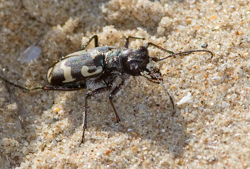 [DuneTiger_Thornham_26Aug07c.jpg]