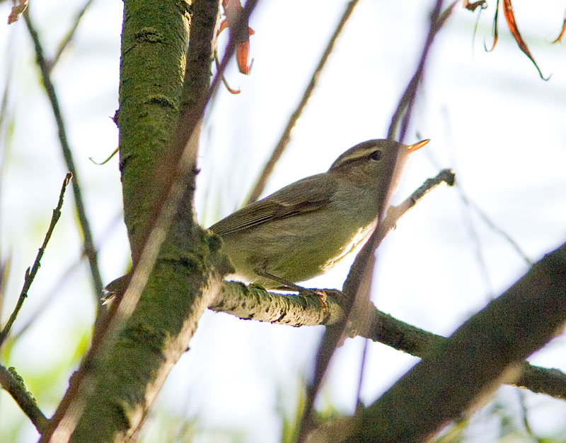 [GreenishW_WolseyHills_26Aug07.jpg]