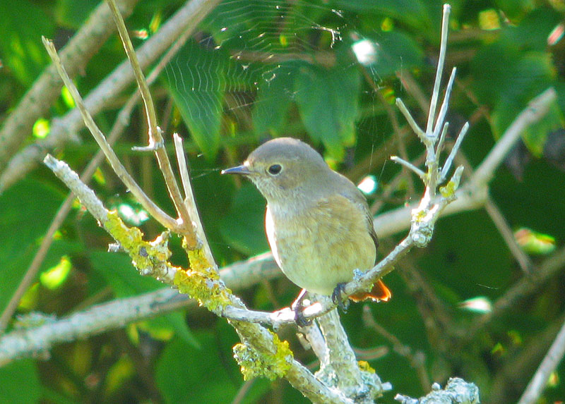 [RedstartF_Pegsdon_25Aug07a.jpg]