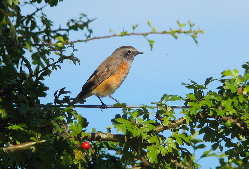 [RedstartM_Pegsdon_25Aug07a.jpg]