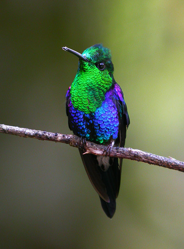 [Green-crownedWoodnymphMaleDSCN9603.jpg]