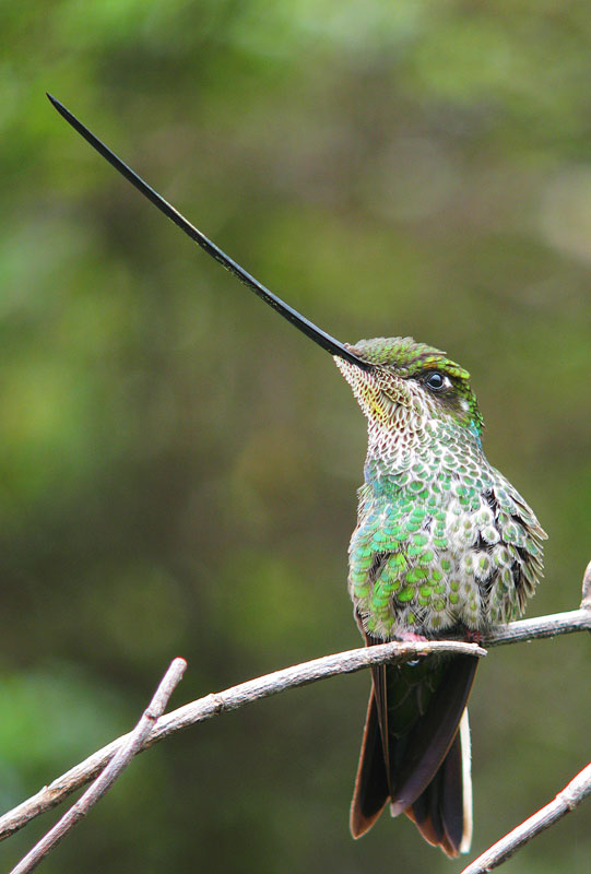 [Sword-billedHummingbirdIMG_1032.jpg]