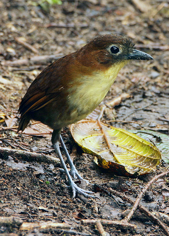 [Yellow-breastedAntpittaIMG_9428.jpg]