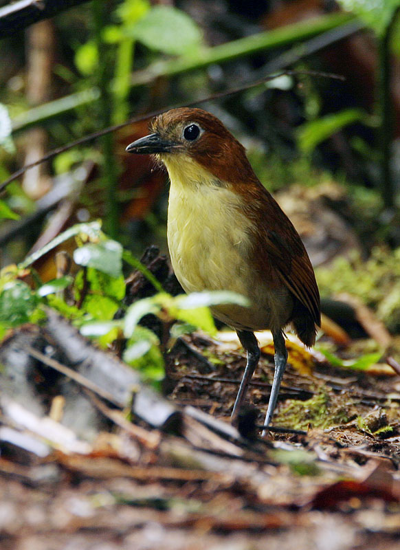 [Yellow-breastedAntpittaIMG_9439.jpg]